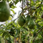 Is Avocado Oil Really a Seed Oil? Clarifying the Confusion